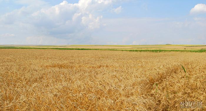  عکس گندم زار عاشقانه