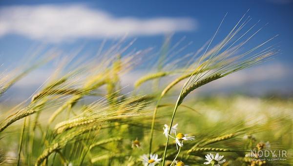  عکس گندم زار عاشقانه