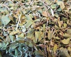 خرید اینترنتی آویشن شیرازی