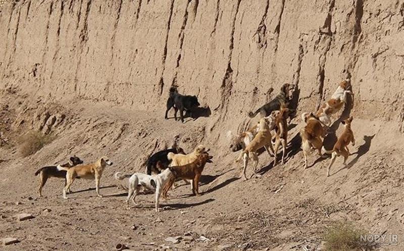 دعوای سگ علی پلنگ با پلنگ