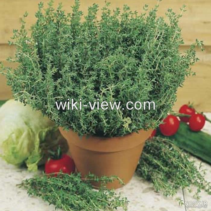 طریقه مصرف آویشن برای سرماخوردگی