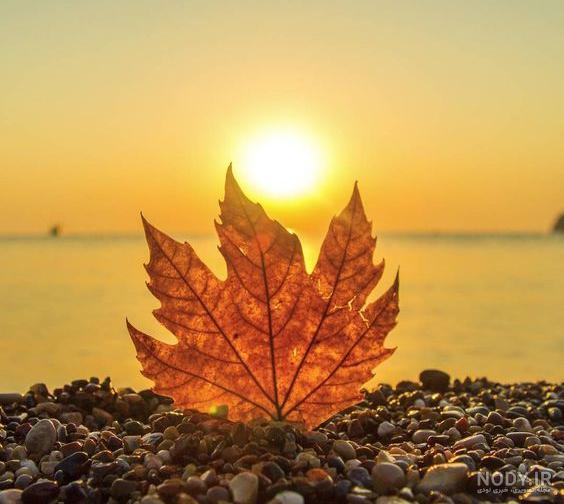 عکس برگ پاییزی برای پروفایل