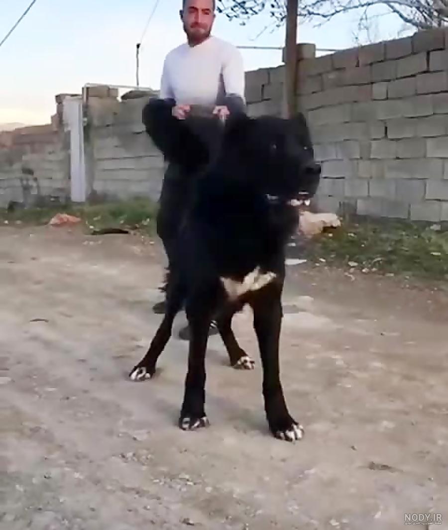 عکس سگ علی پلنگ الماس