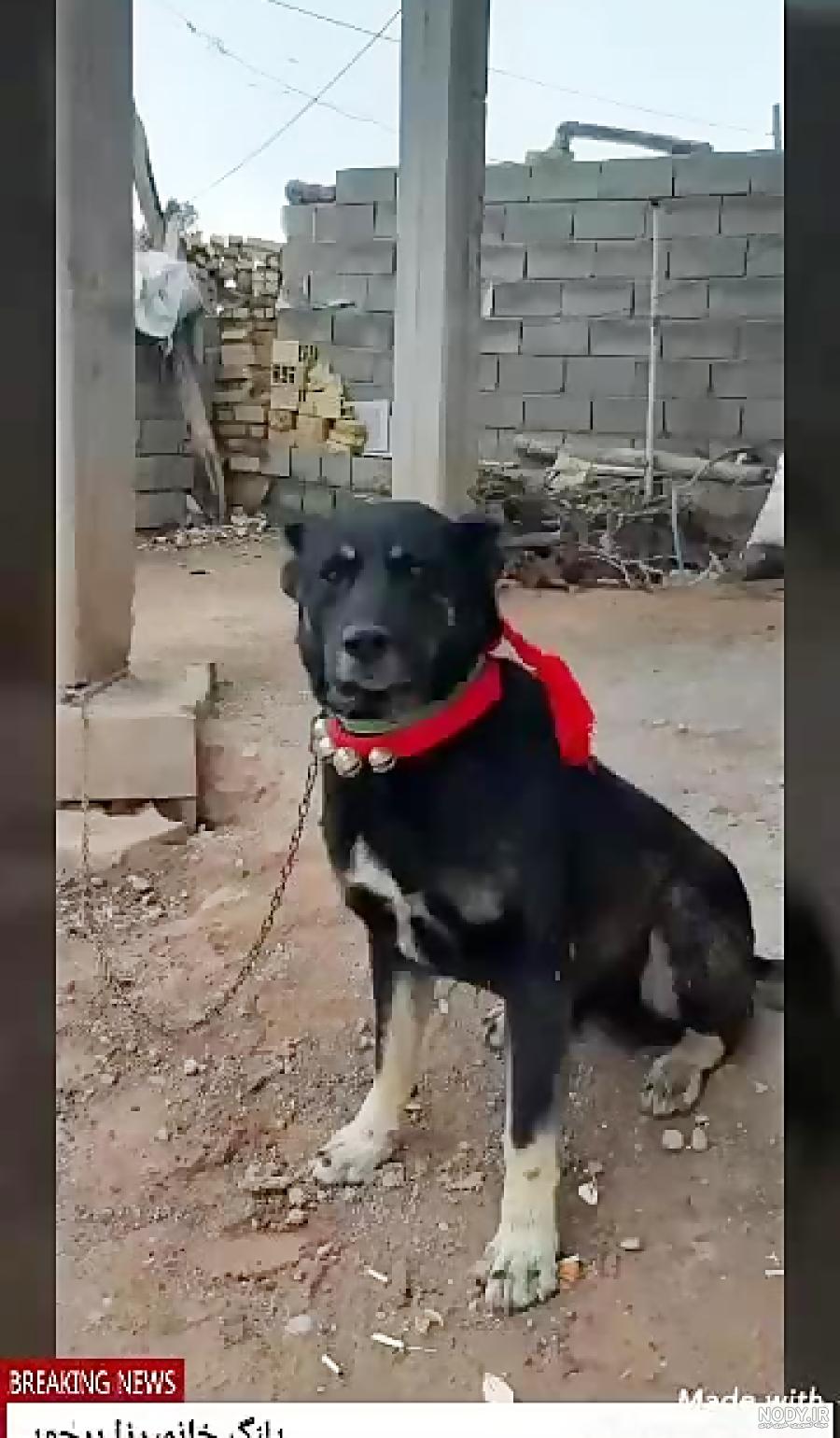 عکس سگ علی پلنگ مشهد