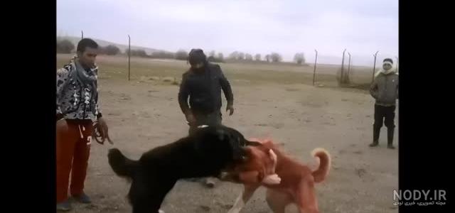 عکس سگ علی پلنگ و خودش