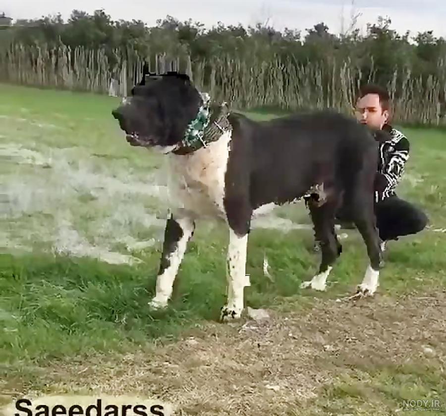 عکس سگ علی پلنگ وقتی کشته شد