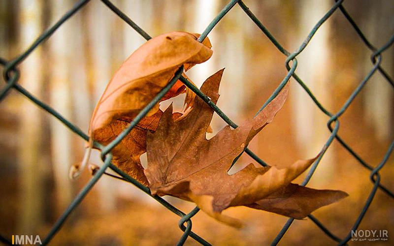 عکس پاییزی غم انگیز
