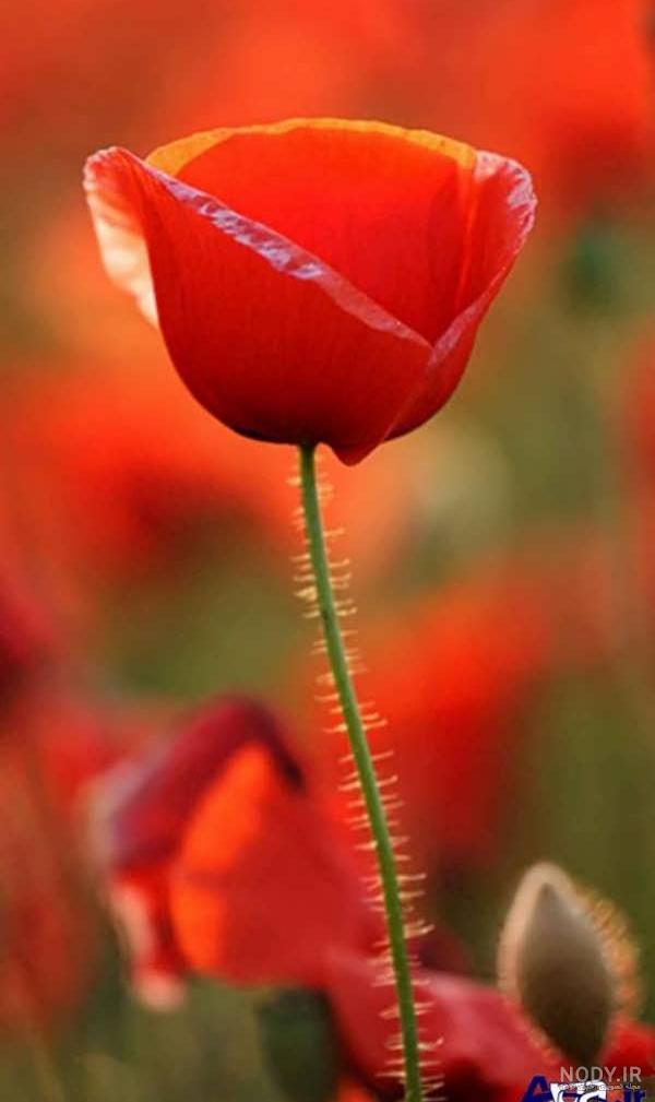 عکس گل شقایق ایسلندی عکس گل شقایق ایسلندی