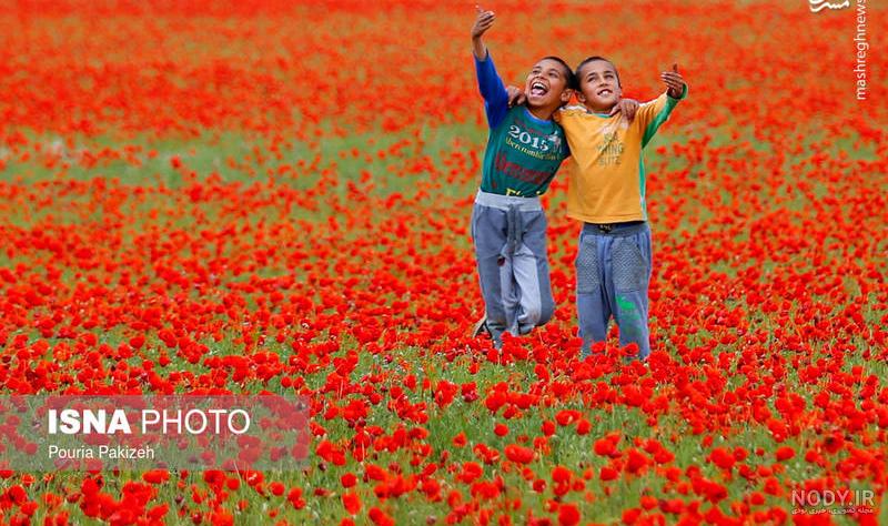 عکس گل شقایق سرخ عکس گل شقایق سرخ