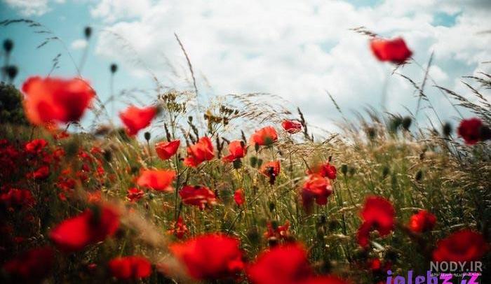 عکس گل شقایق سفید عکس گل شقایق سفید