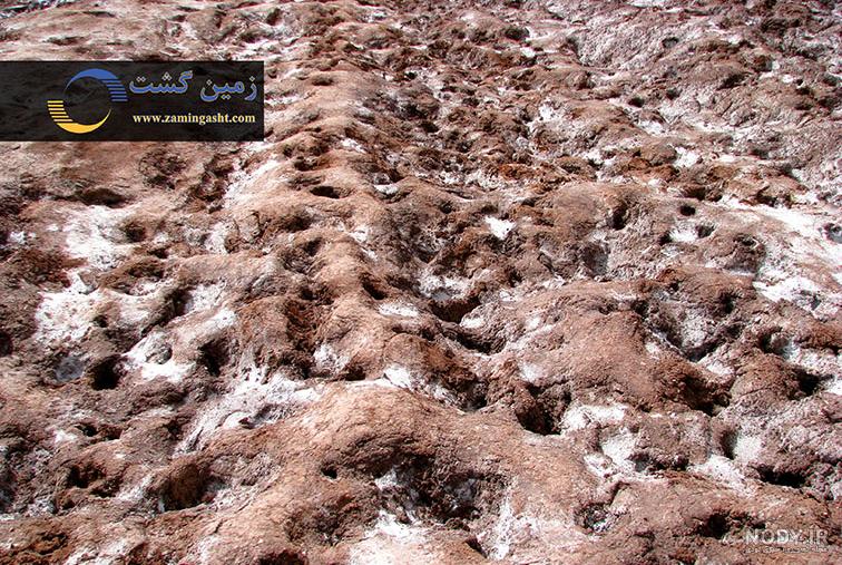 در خاک شور چه بکاریم در خاک شور چه بکاریم