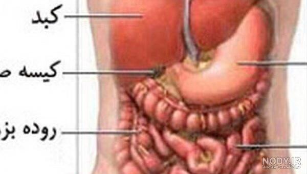 علائم صفرا در بدن علائم صفرا در بدن