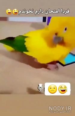 عکس تقلب خنده دار