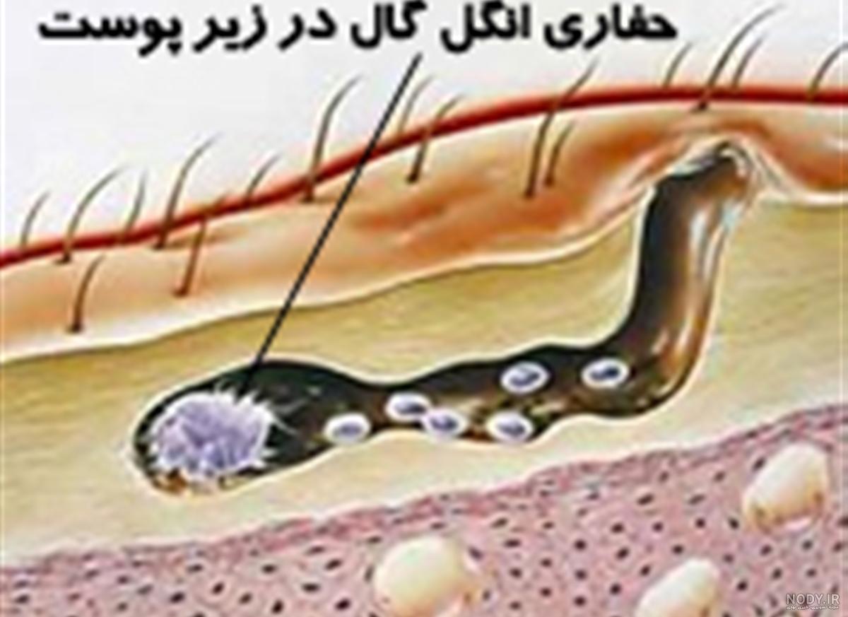 عکس حیوان گال