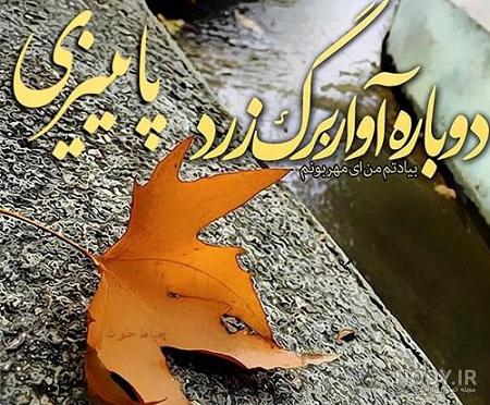 عکس گل پاییزی عکس گل پاییزی