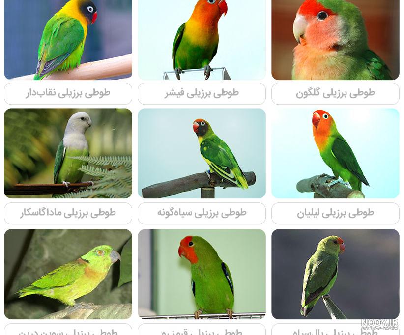 قیمت طوطی برزیلی فیشر قیمت طوطی برزیلی فیشر