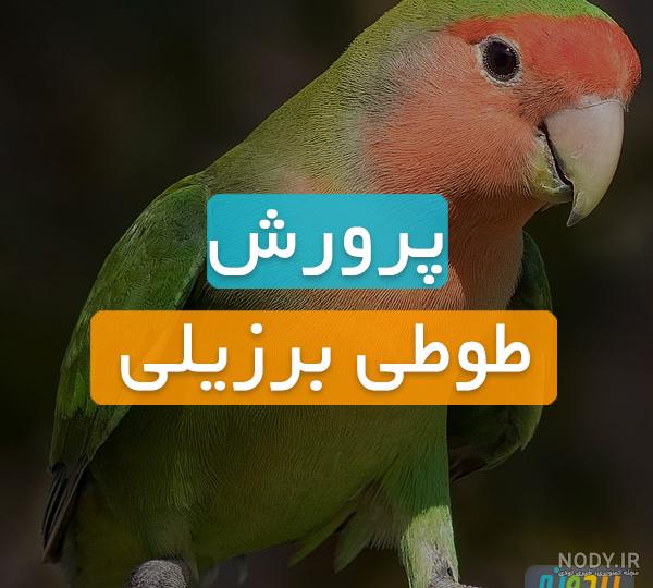 قیمت طوطی سخنگو قیمت طوطی سخنگو