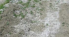 گیاهان خاک شور گیاهان خاک شور