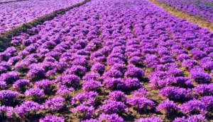 زعفران پوشال چیست زعفران پوشال چیست
