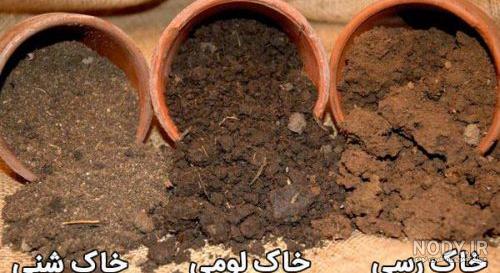 شعر درباره باران از شاملو