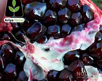 عکس انار دانه سیاه عکس انار دانه سیاه