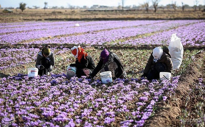 عکس انواع زعفران عکس انواع زعفران