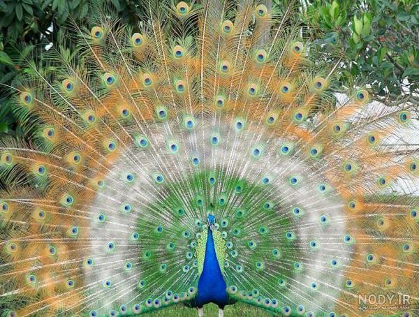 عکس بچه طاووس