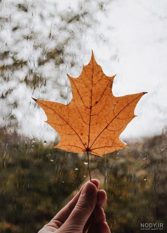 عکس جدید برگ پاییزی