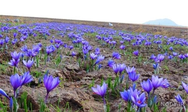 عکس زعفران بسته بندی شده عکس زعفران بسته بندی شده