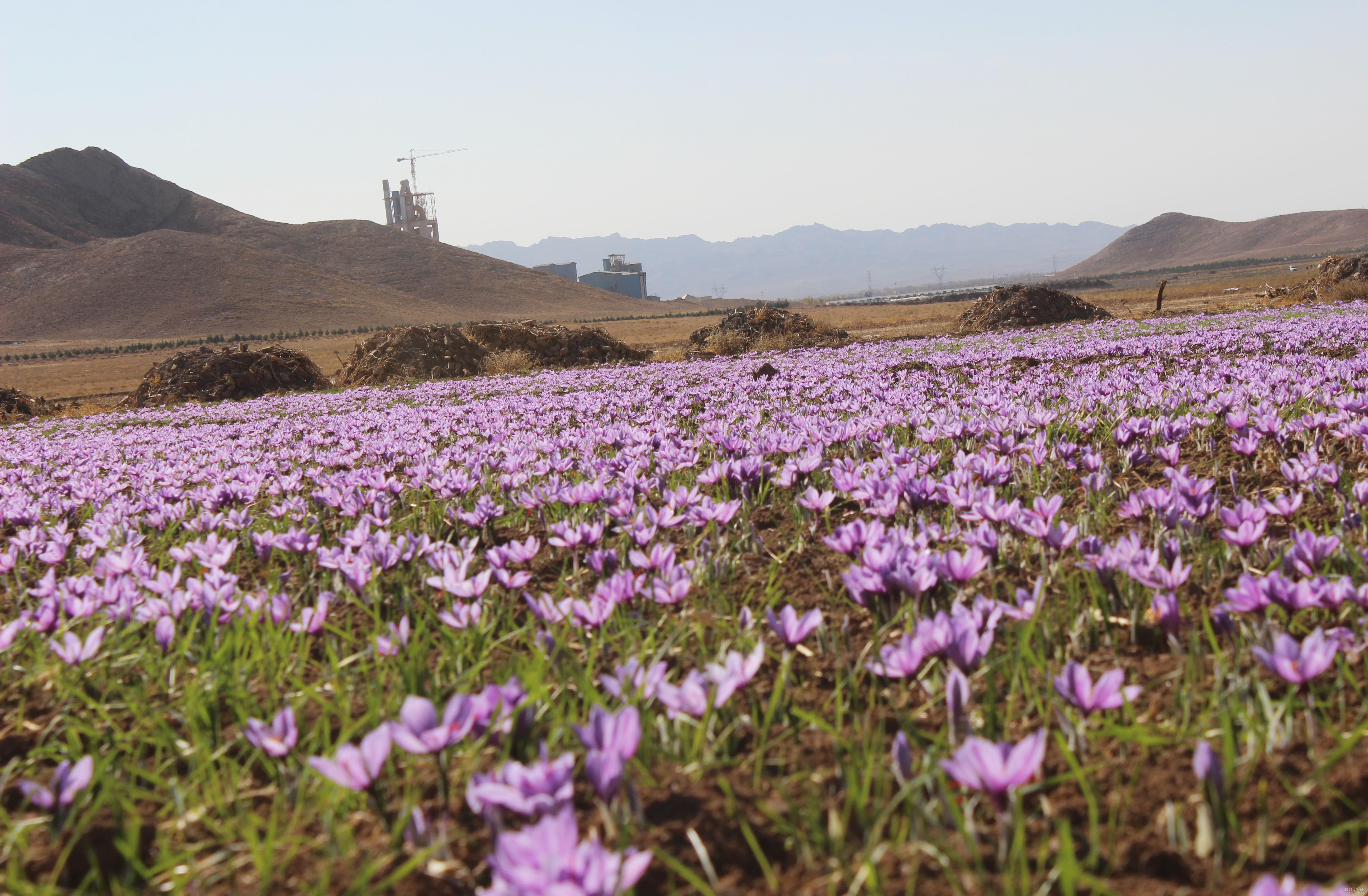 عکس زعفران سرگل