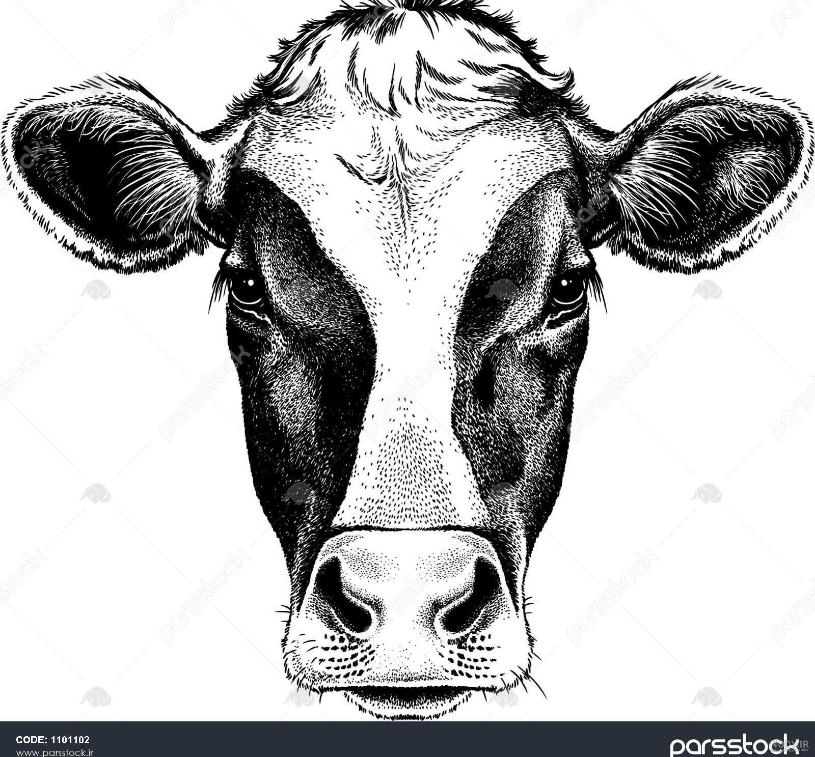عکس سال گاو ۱۴۰۰ عکس سال گاو ۱۴۰۰