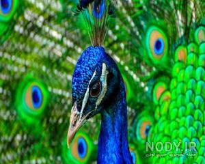 عکس طاووس آبی
