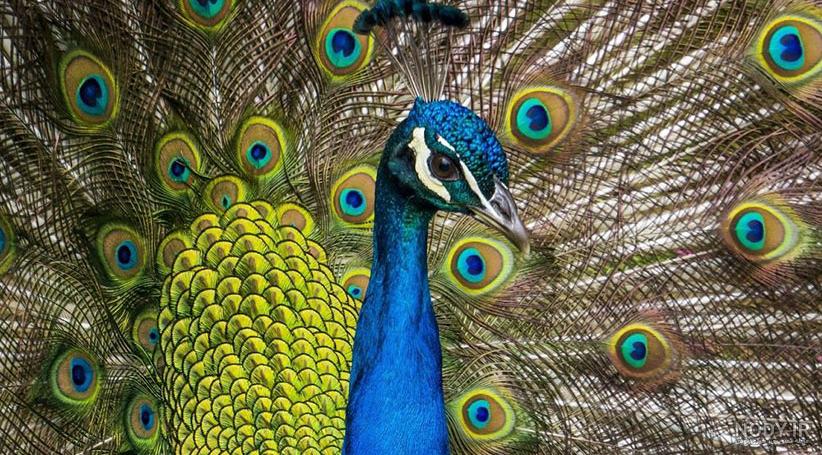 عکس طاووس سیاه