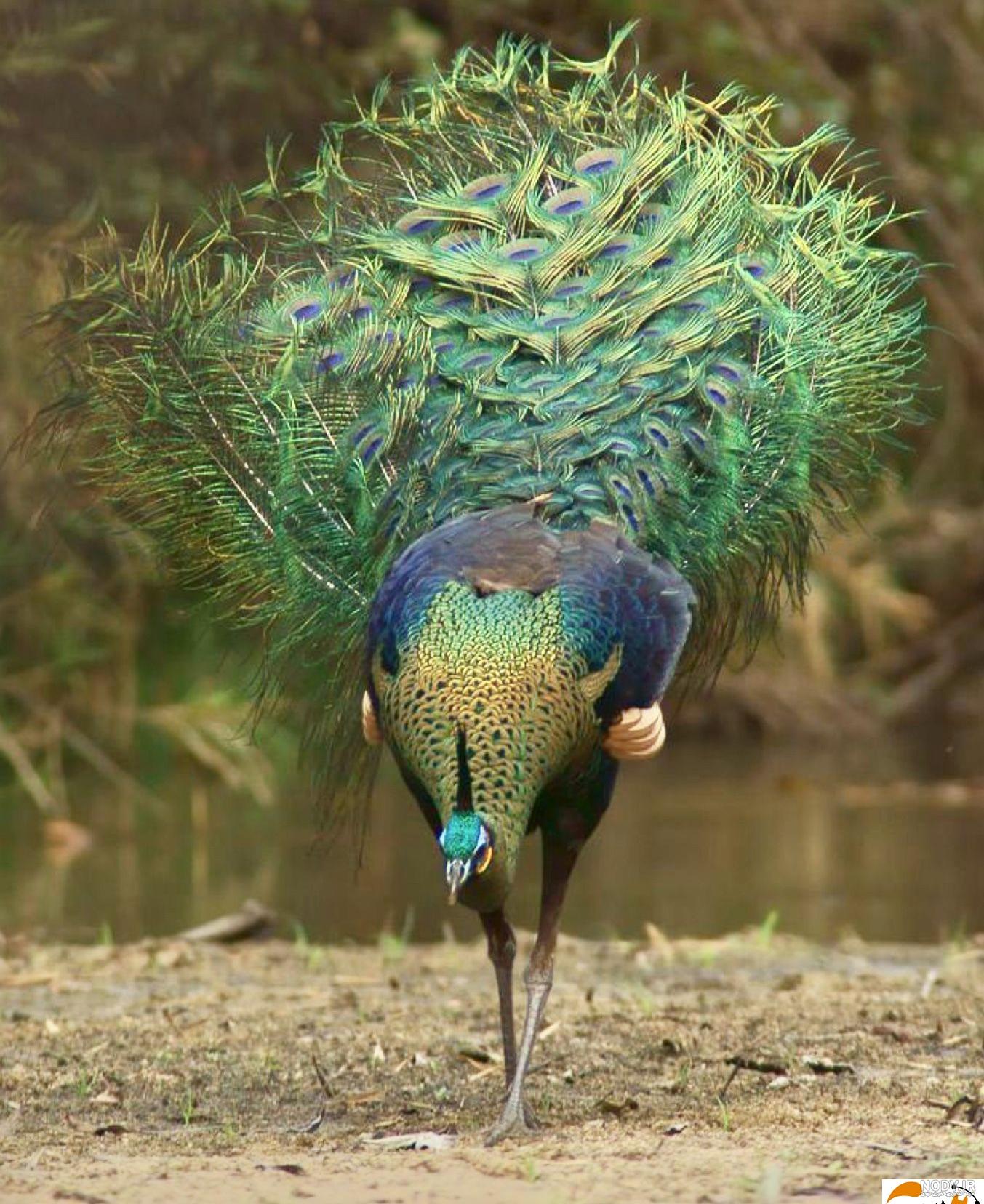 عکس طاووس قرمز