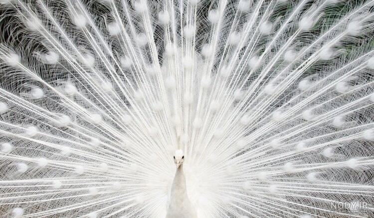 عکس طاووس هندی سفید