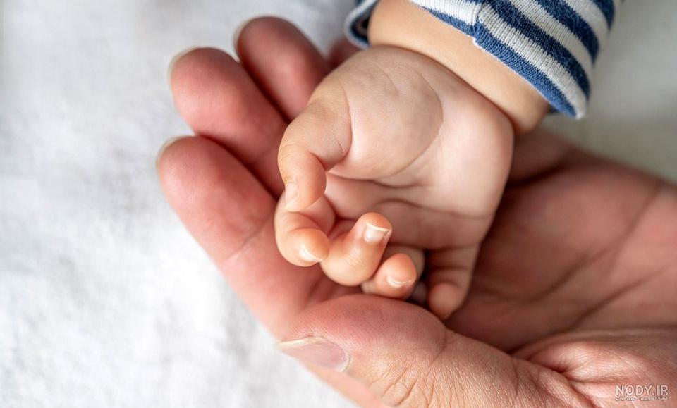 غذای موش