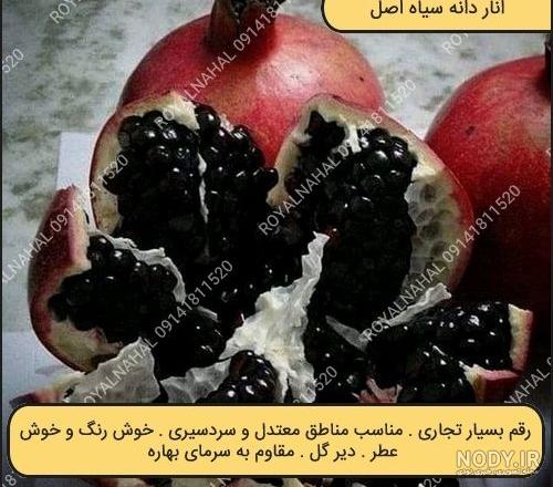 نهال انار دانه سیاه شهرضا نهال انار دانه سیاه شهرضا