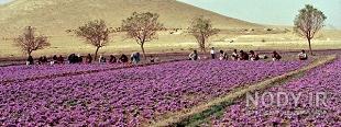 گل زعفران گل زعفران