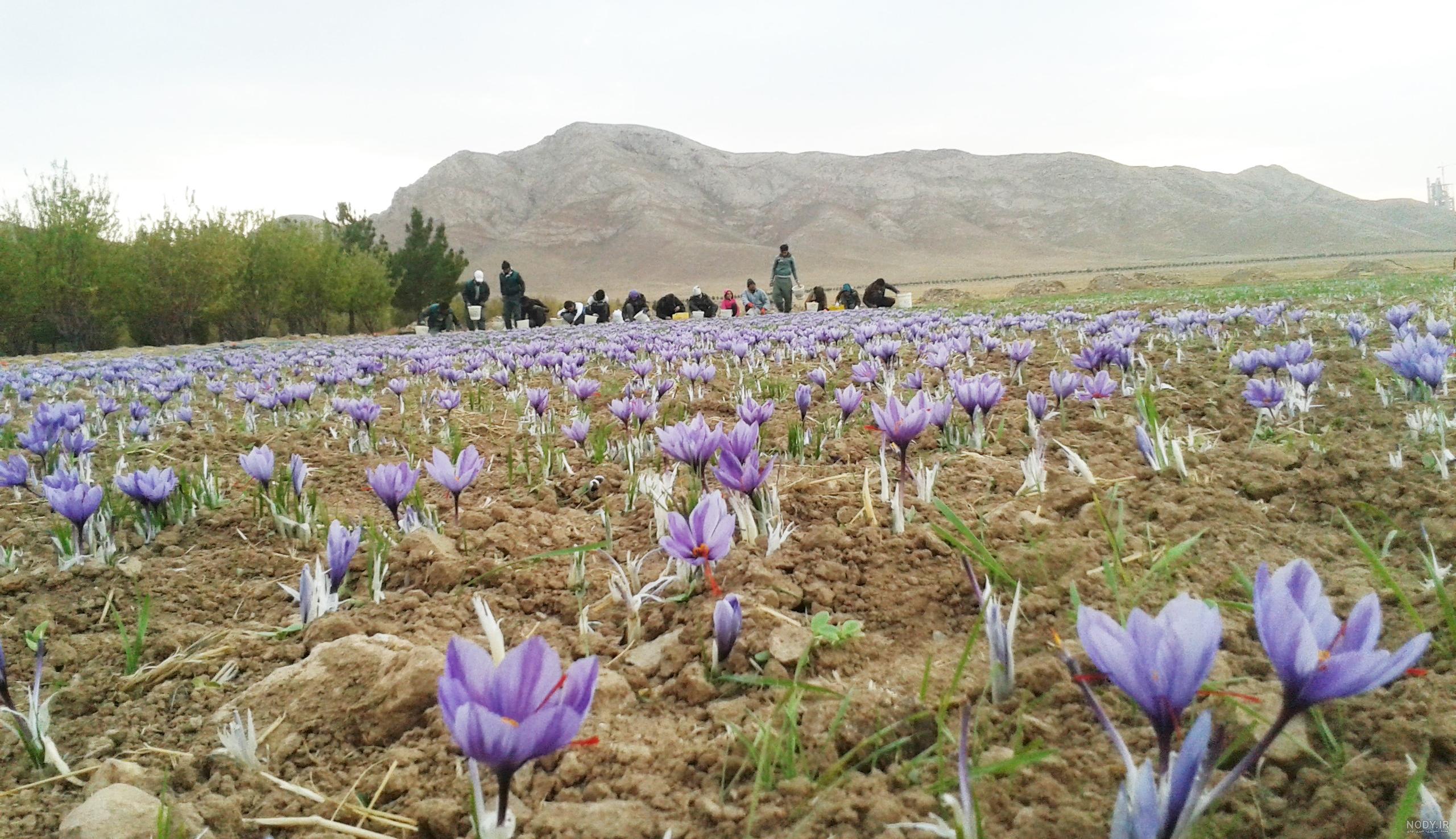 گل زعفران گل زعفران
