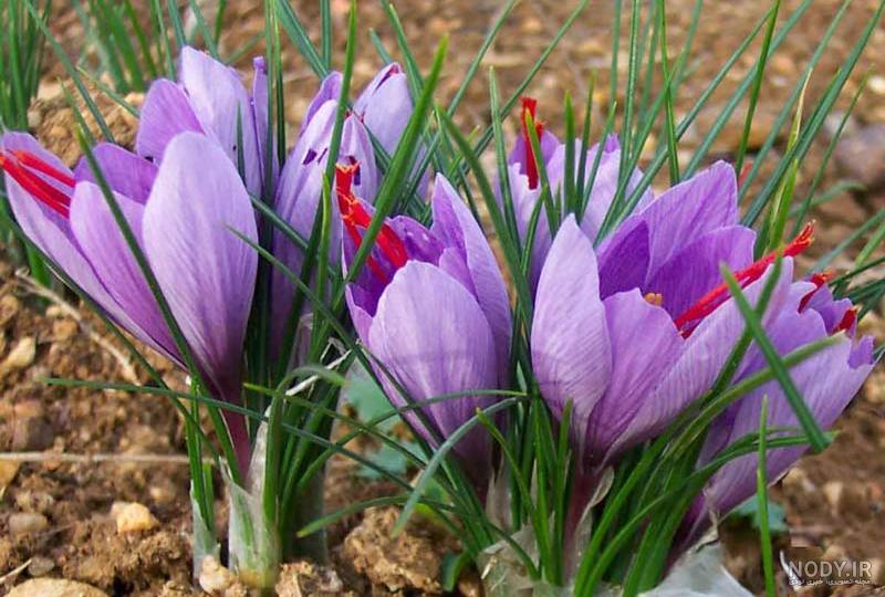 گل زعفران برای چی خوبه گل زعفران برای چی خوبه