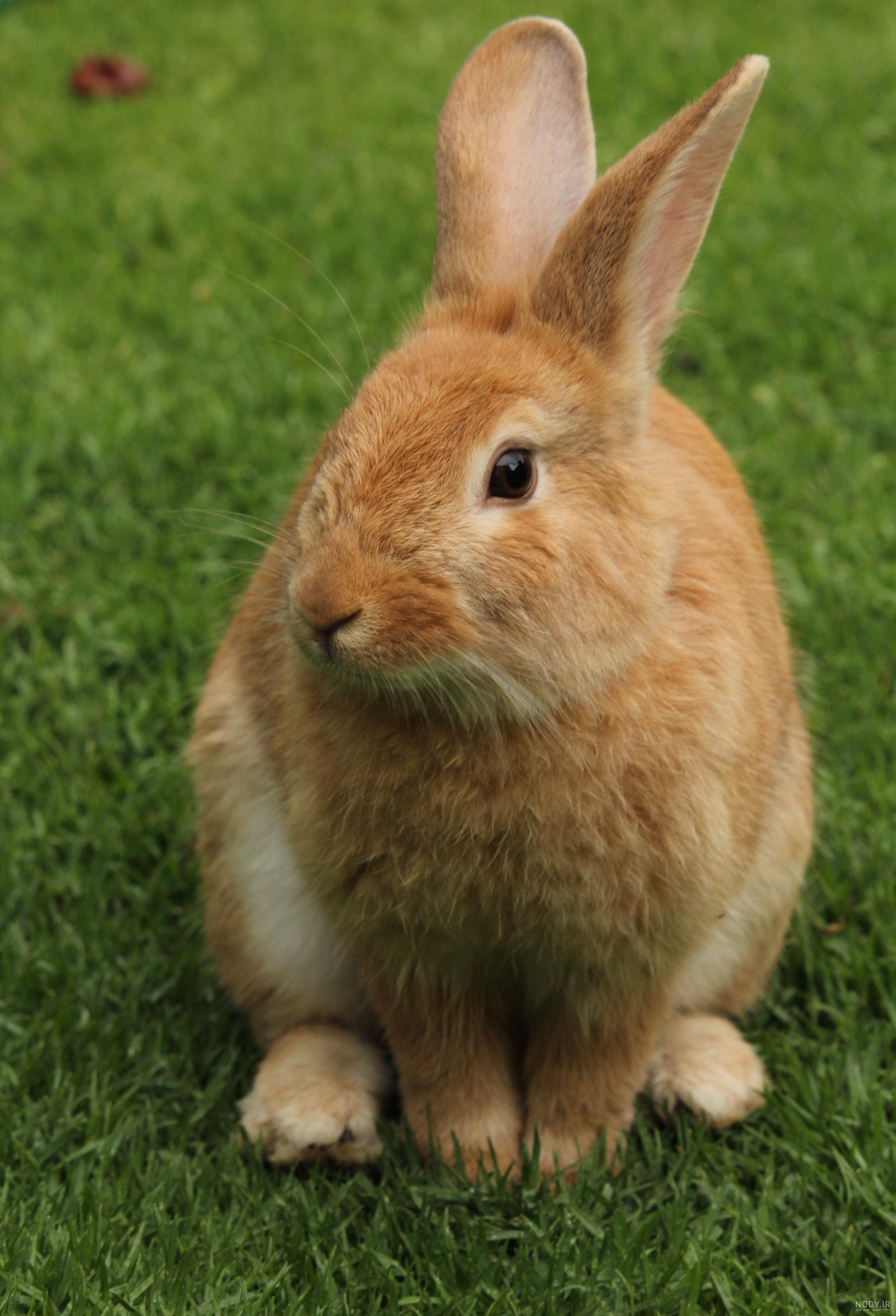 تصویر زمینه گوشی شیائومی تصویر زمینه گوشی شیائومی