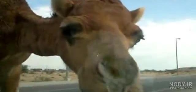 جالب و خنده دار جدید جالب و خنده دار جدید