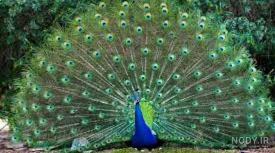 زیباترین عکس طاووس