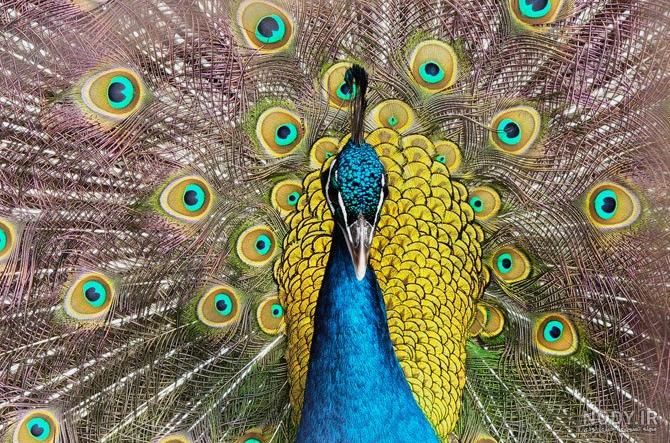 عکس طاووس رنگی