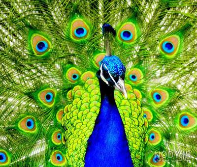 عکس طاووس سفید بسیار زیبا