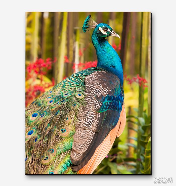 عکس طاووس نر و ماده