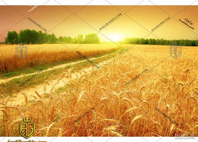 عکس پروفایل گندم عکس پروفایل گندم