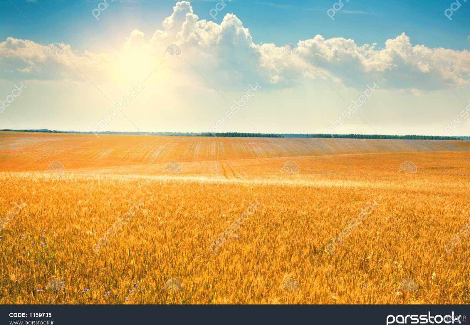 عکس گندم زار با کیفیت بالا عکس گندم زار با کیفیت بالا