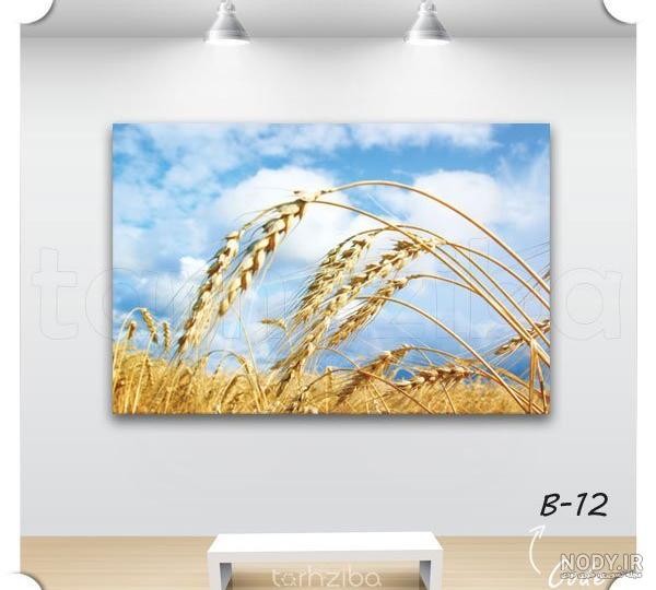 عکس گندم زار با کیفیت بالا عکس گندم زار با کیفیت بالا