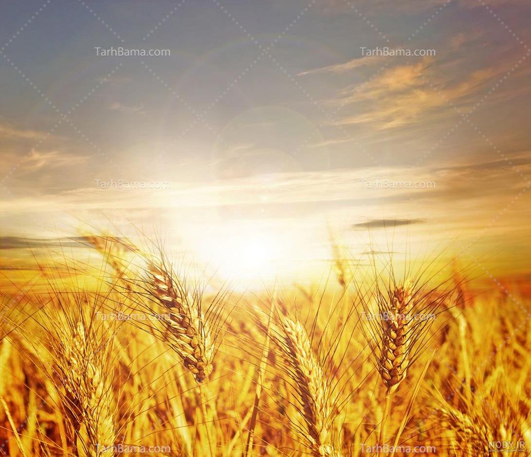 عکس گندم زار طلایی عکس گندم زار طلایی